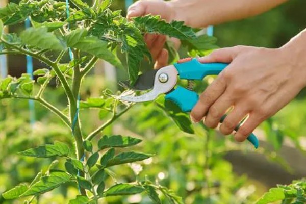 西红柿开花不坐果如何处理,根据发生原因采取对应措施