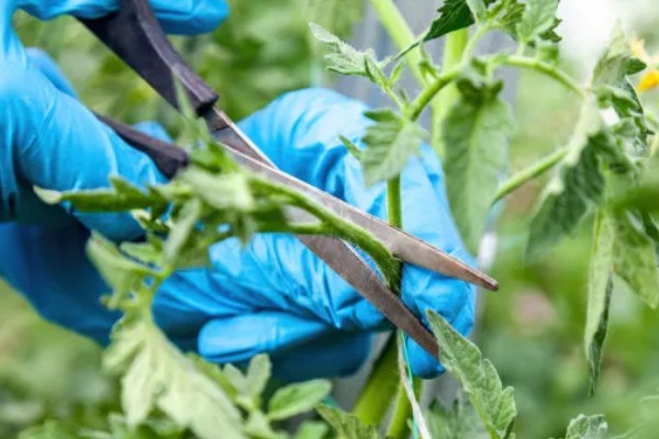 西红柿开花不坐果如何处理,根据发生原因采取对应措施