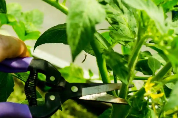 西红柿开花不坐果如何处理,根据发生原因采取对应措施