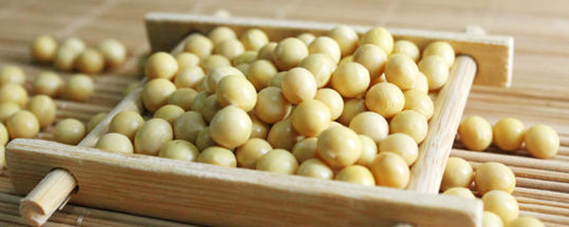 宿豆051大豆品种简介，湖南夏播全生育期109.0天