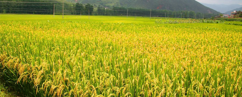 晨锋优8612水稻品种简介，秧田亩播种量10.0千克