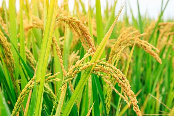 晨锋优8612水稻品种简介,秧田亩播种量10.0千克