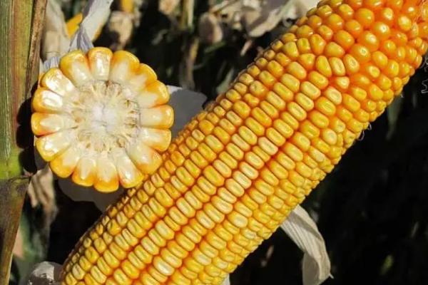 昊单232玉米品种的特性，春播平均生育期116.9天