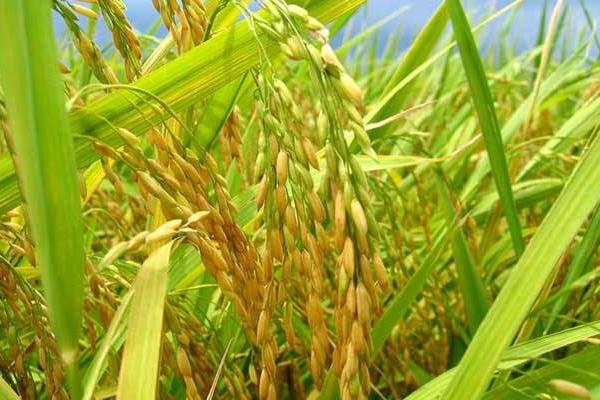 晨锋优8612水稻品种简介,秧田亩播种量10.0千克