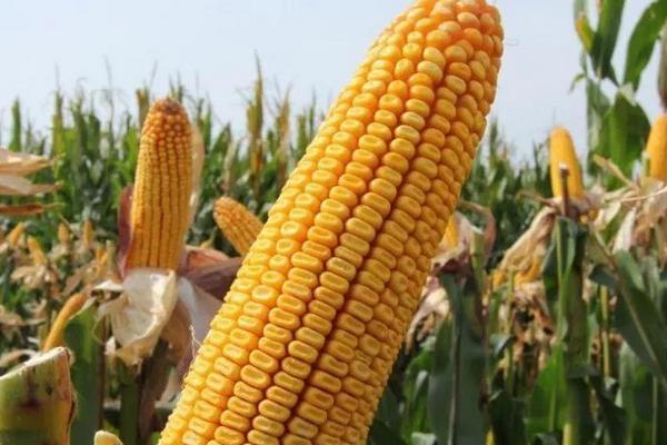 S730玉米品种简介，适宜播期4月下旬至5月上旬