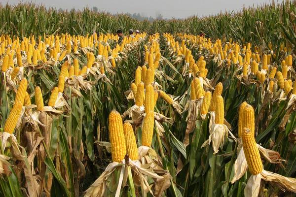 S730玉米品种简介，适宜播期4月下旬至5月上旬