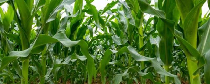 隆平243玉米种子特点，注意防治弯孢叶斑病