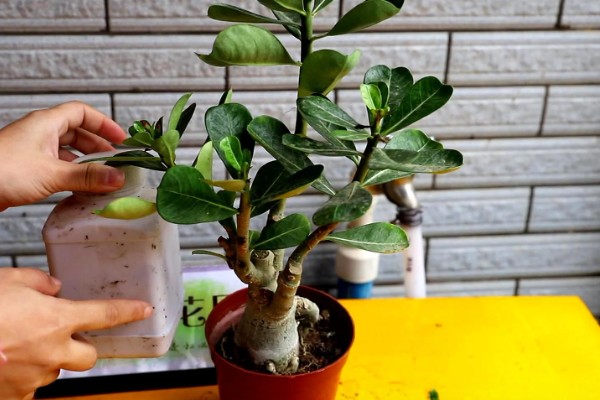沙漠玫瑰施什么肥，生长期每隔半个月追施一次磷钾肥