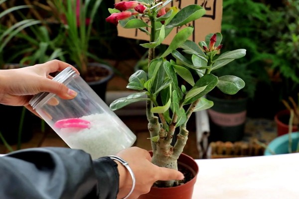 沙漠玫瑰施什么肥，生长期每隔半个月追施一次磷钾肥