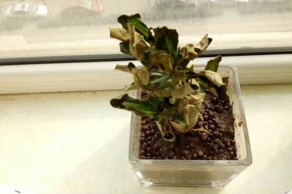 沙漠玫瑰施什么肥，生长期每隔半个月追施一次磷钾肥