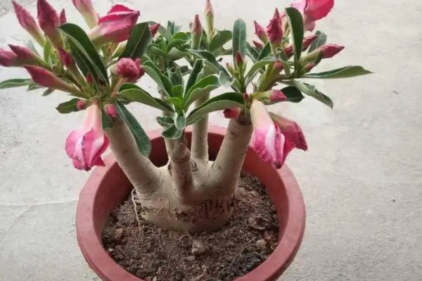 沙漠玫瑰施什么肥，生长期每隔半个月追施一次磷钾肥