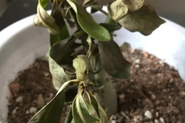 沙漠玫瑰施什么肥，生长期每隔半个月追施一次磷钾肥