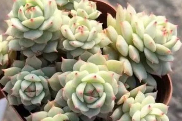 静夜砍头后的养护方法,可以给它适量的浇水
