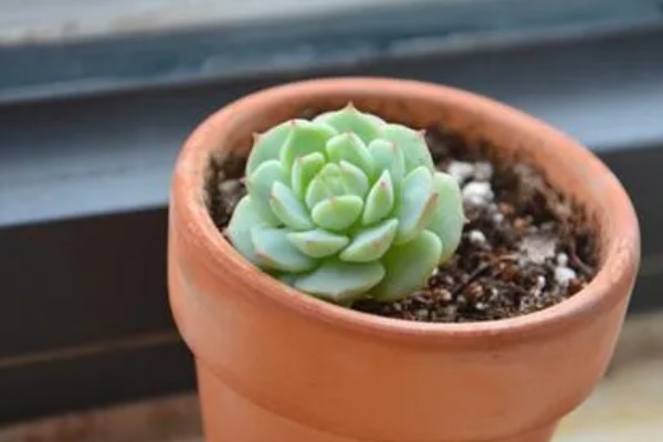 静夜砍头后的养护方法,可以给它适量的浇水