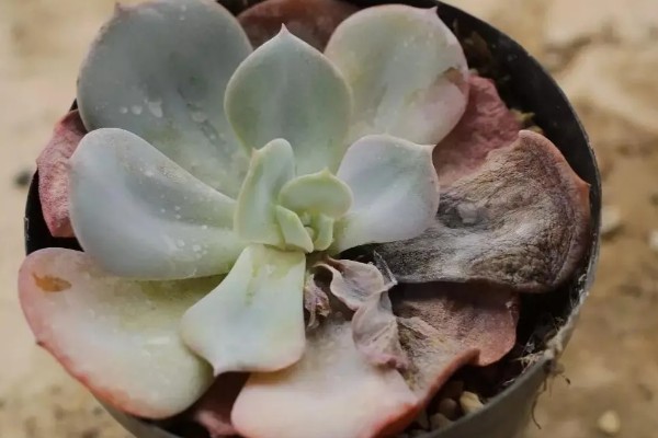 静夜砍头后的养护方法,可以给它适量的浇水