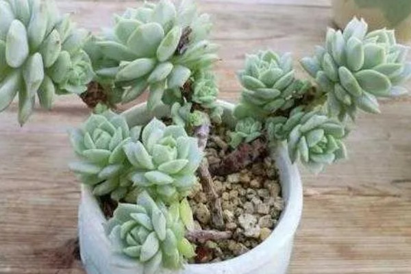 静夜砍头后的养护方法,可以给它适量的浇水