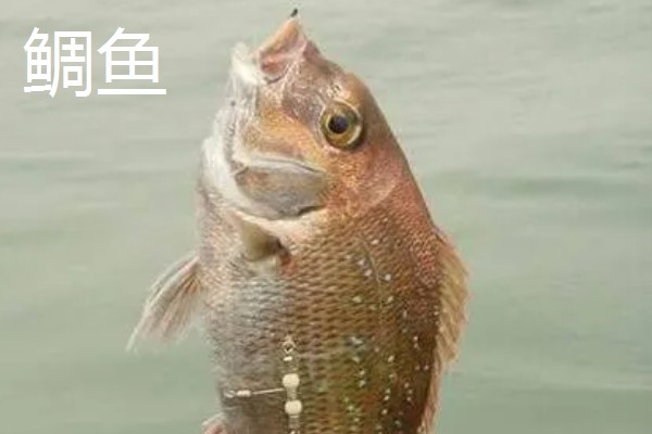 6号千又钩的尺寸,钩门宽8.4毫米左右