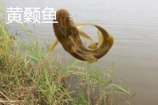 6号千又钩的尺寸,钩门宽8.4毫米左右