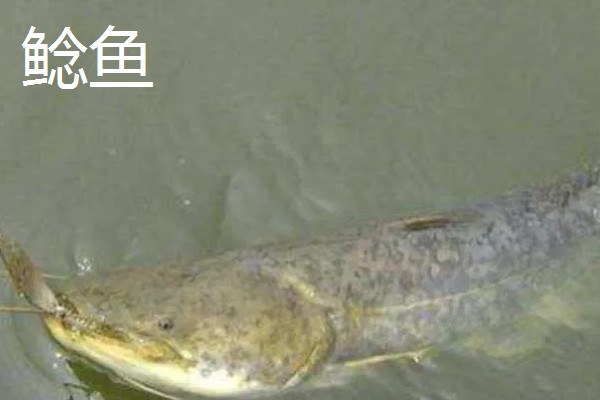 6号千又钩的尺寸,钩门宽8.4毫米左右