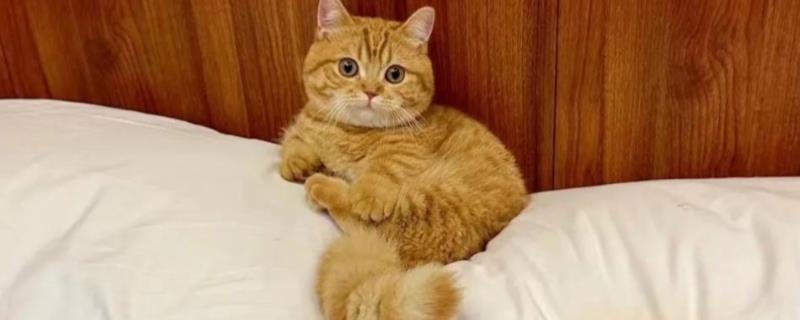 猫的眼睛一只蓝一只黄的原因，可能是基因决定的