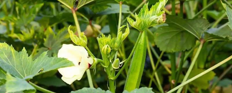 秋葵的种植时间，从4月上旬至8月下旬均可播种