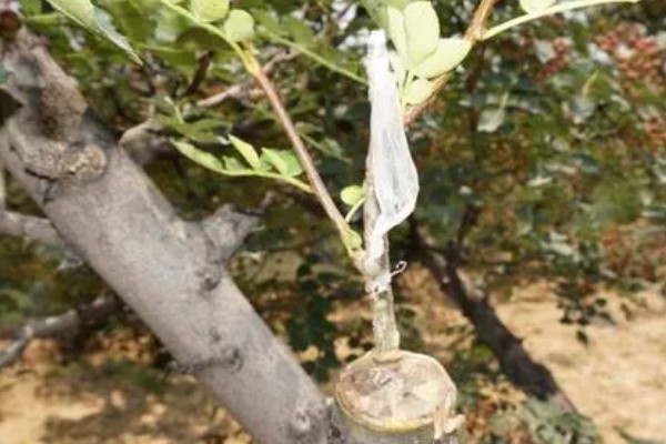 什么时候嫁接苹果树，通常在6-8月进行