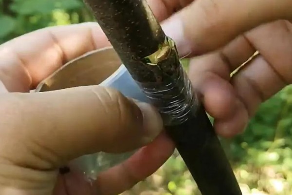 什么时候嫁接苹果树，通常在6-8月进行