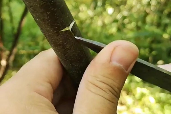 什么时候嫁接苹果树，通常在6-8月进行