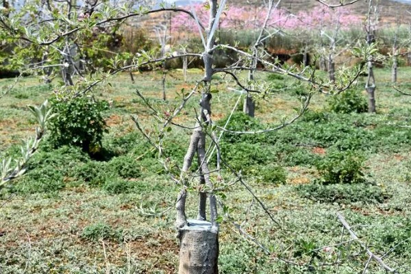 什么时候嫁接苹果树，通常在6-8月进行