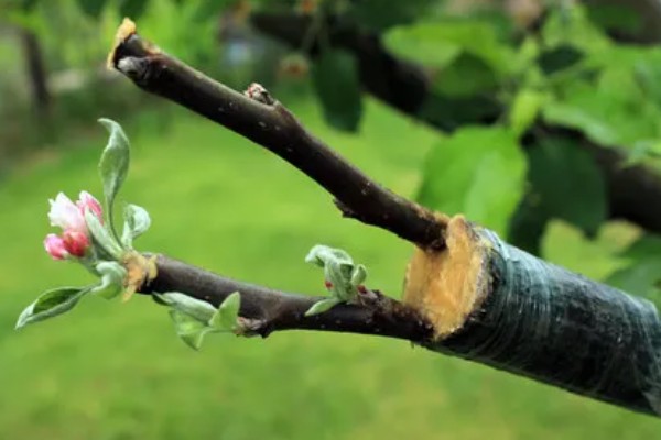 什么时候嫁接苹果树，通常在6-8月进行