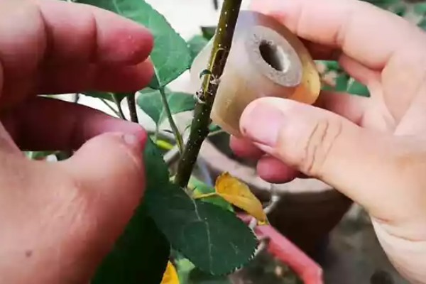 什么时候嫁接苹果树，通常在6-8月进行