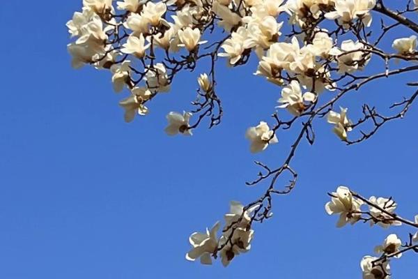 玉兰花不能在家养殖的原因,通风条件差容易发生白粉病