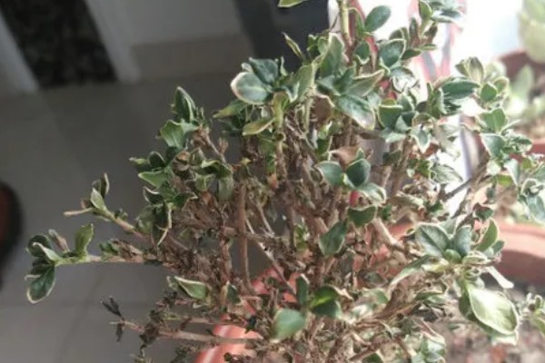 六月雪叶子发黑脱落怎么解决，可能是病虫害导致
