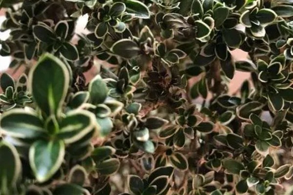 六月雪叶子发黑脱落怎么解决，可能是病虫害导致