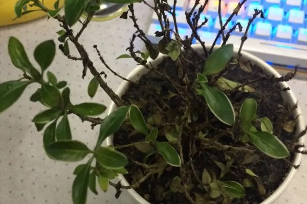 六月雪叶子发黑脱落怎么解决，可能是病虫害导致