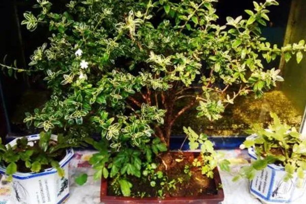 六月雪叶子发黑脱落怎么解决，可能是病虫害导致