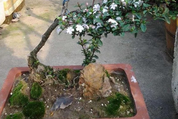 六月雪叶子发黑脱落怎么解决，可能是病虫害导致