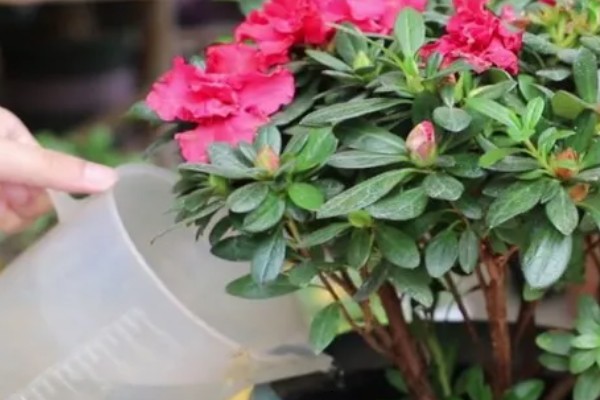 杜鹃花如何养殖，喜欢温暖湿润的环境