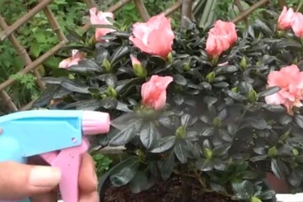 杜鹃花如何养殖，喜欢温暖湿润的环境