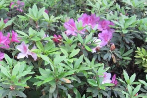 杜鹃花如何养殖，喜欢温暖湿润的环境