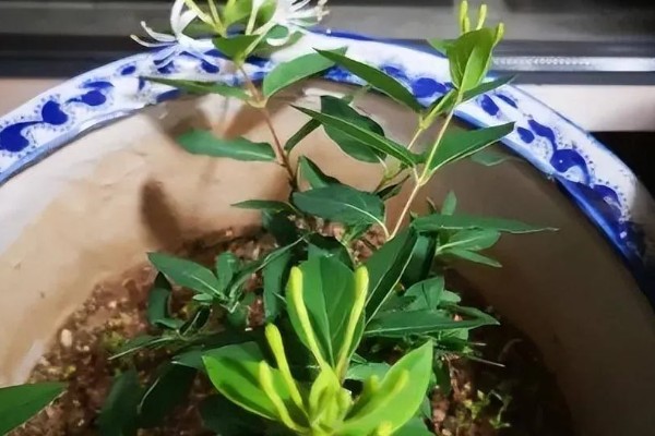 金银花可以插枝种植吗，能插枝种植