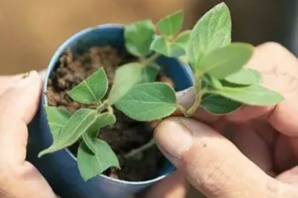 金银花可以插枝种植吗，能插枝种植