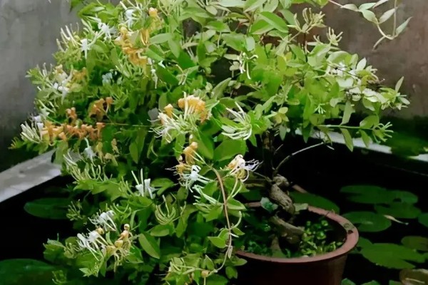 金银花可以插枝种植吗，能插枝种植