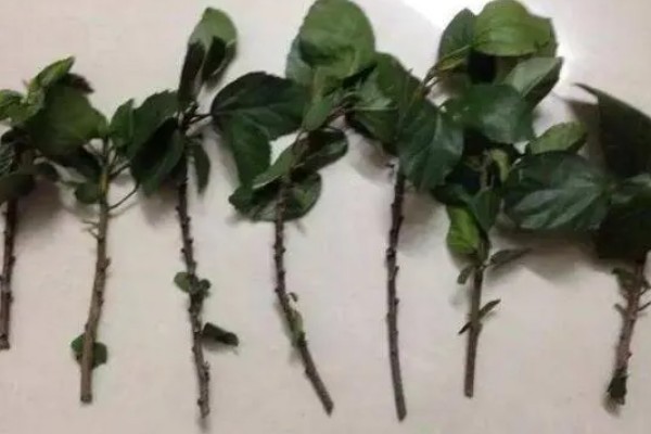 金银花可以插枝种植吗，能插枝种植