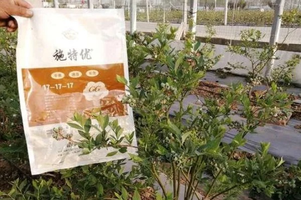 蓝莓开花前施什么肥,以氮肥、磷钾多元素肥为宜