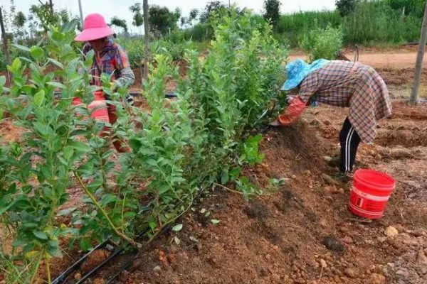 蓝莓开花前施什么肥,以氮肥、磷钾多元素肥为宜