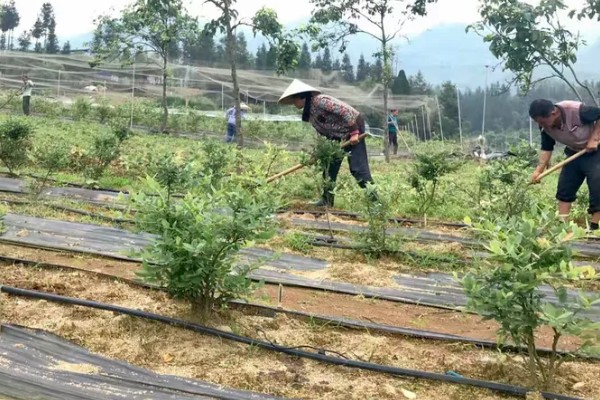 蓝莓开花前施什么肥,以氮肥、磷钾多元素肥为宜