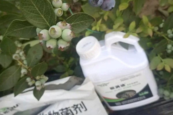 蓝莓开花前施什么肥,以氮肥、磷钾多元素肥为宜