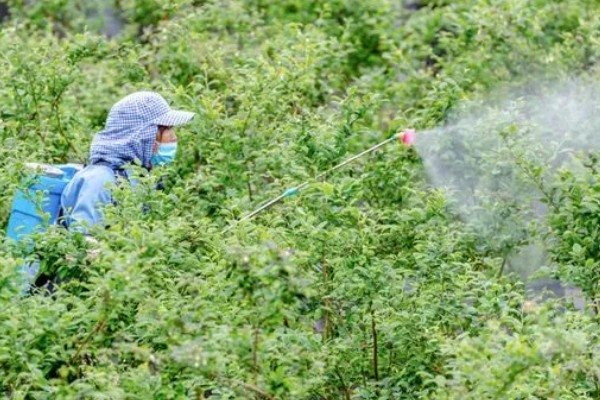 蓝莓开花前施什么肥,以氮肥、磷钾多元素肥为宜