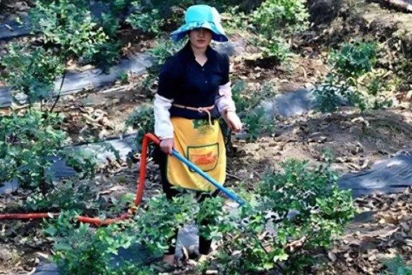 蓝莓开花前施什么肥,以氮肥、磷钾多元素肥为宜